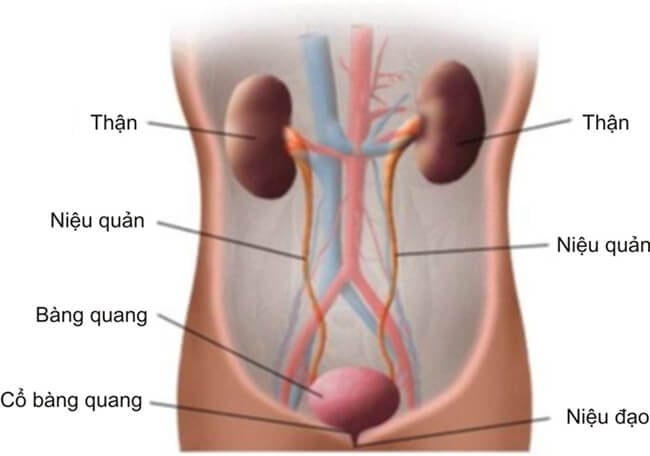 Tre-mac-benh-than-man-tinh-bo-do-dieu-tri-12