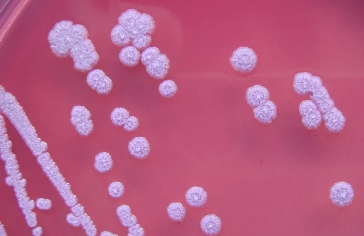 Lựa chọn kháng sinh trong điều trị nhiễm khuẩn do Burkholderia capecia