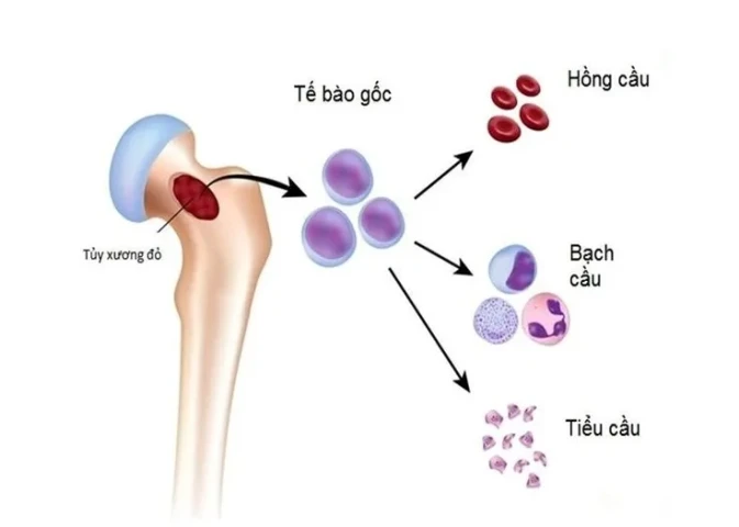 Tế bào gốc tạo máu là gì? Ứng dụng của tế bào gốc tạo máu trong điều trị bệnh