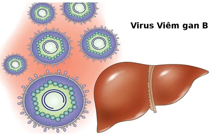 Viêm gan B – Kẻ thù thầm lặng cần luôn đề phòng