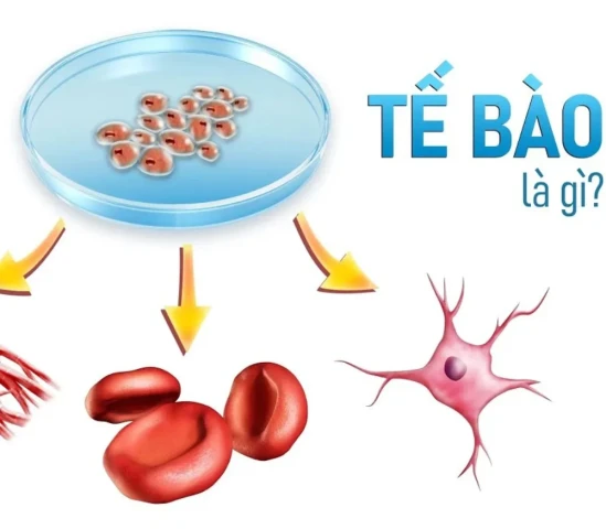 Tìm hiểu tế bào gốc là gì và những ứng dụng trong y học