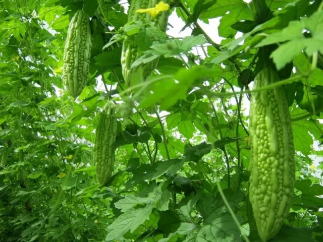 Công dụng của mướp đắng đối với bệnh tiểu đường, ung thư và nhiều bệnh khác