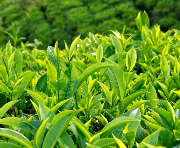 5 cách sử dụng trà xanh để làm đẹp