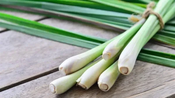 Công dụng của cây sả trong chăm sóc sức khỏe