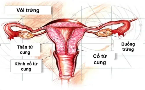 Phòng chống ung thư cổ tử cung – Kỳ 4