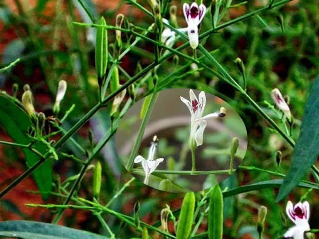 Xuyên tâm liên – Kháng sinh tự nhiên an toàn