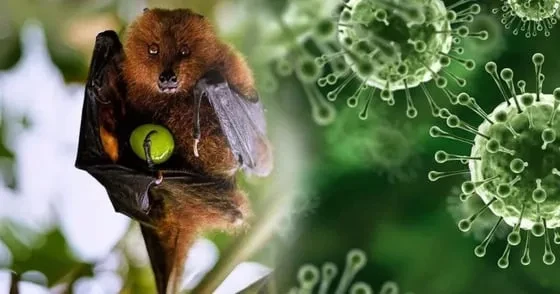 Thông tin về virus Nipah đang lây lan tại Ấn Độ