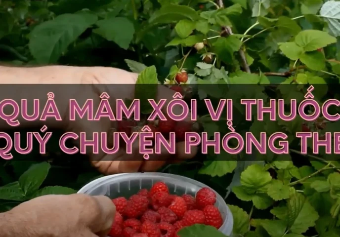 Quả mâm xôi vị thuốc quý chuyện phòng the