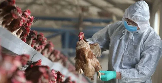Cảnh giác dịch cúm gia cầm (H5N1) dịp Tết Nguyên đán