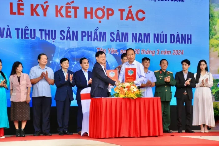 Bắc Giang: Đẩy mạnh kết nối, xúc tiến tiêu thụ sản phẩm sâm Nam núi Dành