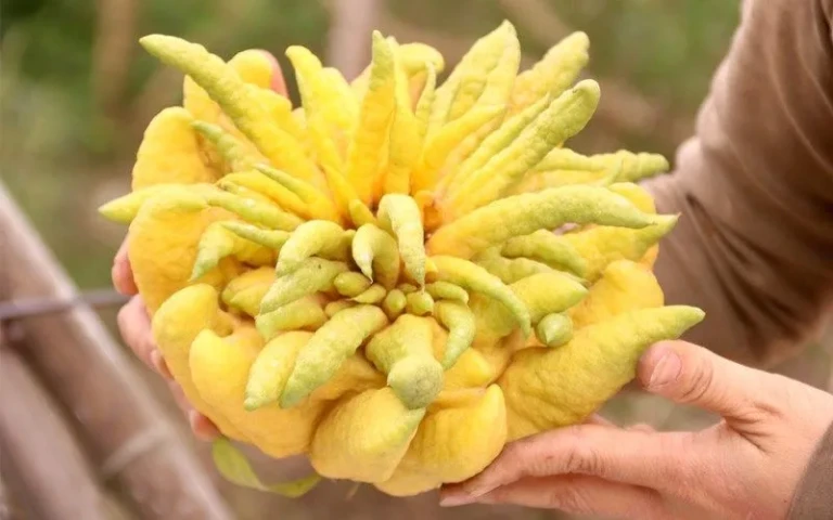 Tác dụng của quả phật thủ chưng tết