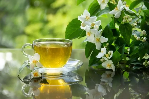Lợi ích của trà hoa nhài đối với sức khỏe làn da, trí não và tim mạch