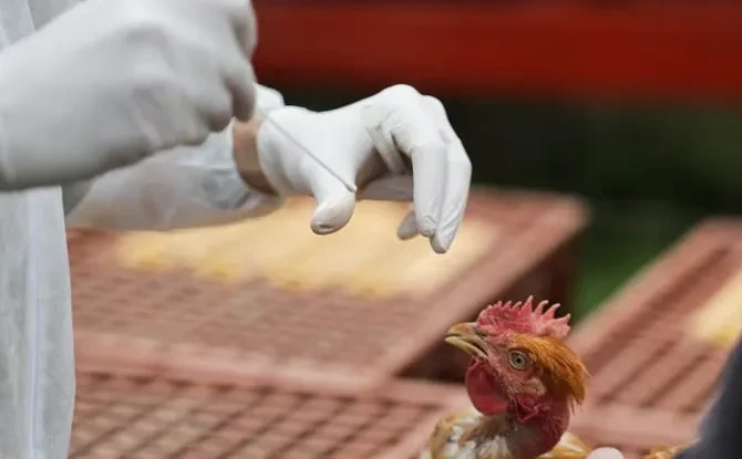 Chủ động phòng, chống bệnh cúm lây từ gia cầm sang người