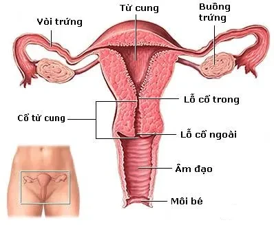 Phòng chống ung thư cổ tử cung – Kỳ 1