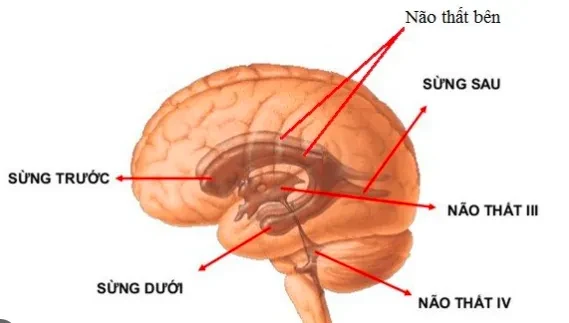 Giãn não thất áp lực bình thường và những điều cần biết