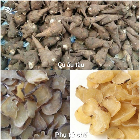 Người đàn ông to khoẻ tê bì tứ chi sau khi dùng củ ấu tầu chữa xương khớp