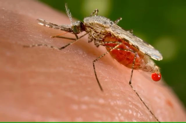 Giải mã dịch bệnh lạ ở Congo: Cơ hội nào cho việc ngăn chặn?