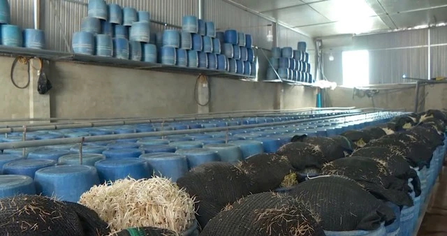 Tăng cường kiểm tra an toàn thực phẩm sau vụ giá đỗ ngâm chất cấm tại Đắk Lắk