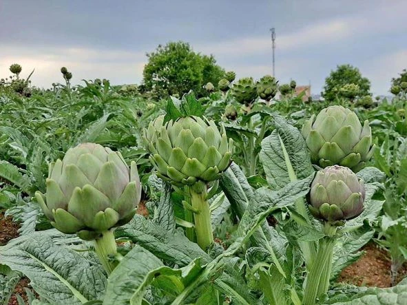 8 thực phẩm đi đâu cũng thấy, là “cứu tinh” cho gan sau cuộc nhậu ngày Tết