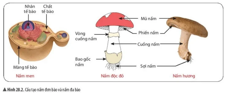 Các dấu hiệu nhận diện nấm độc