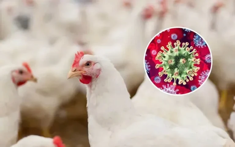 Xuất hiện ổ dịch cúm gia cầm H7N9 đầu tiên sau 8 năm tại Mỹ