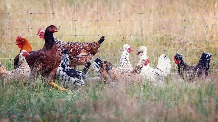 Campuchia: Ghi nhận 2 ca tử vong do cúm gia cầm H5N1