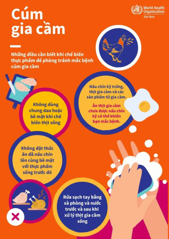 Infographic: Cúm gia cầm - Những điều cần biết