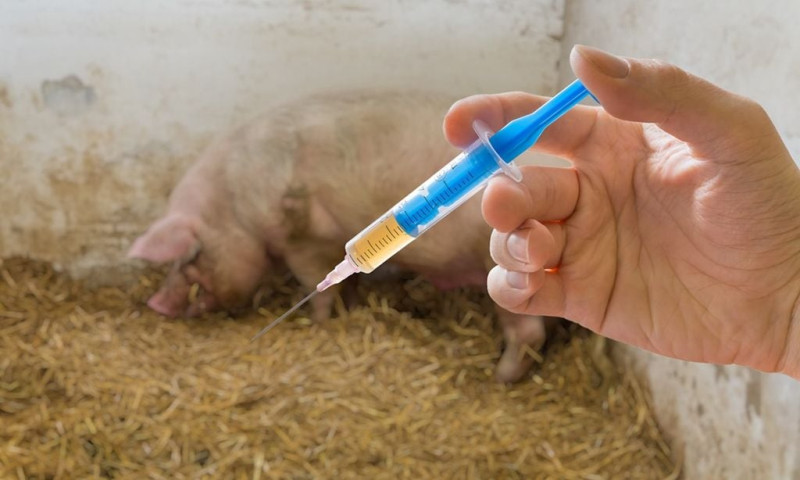 Xuất cấp vaccine lở mồm long móng cho 30 địa phương