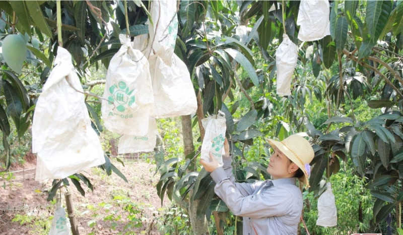 Sơn La: Kỹ thuật bao quả xoài bằng túi chuyên dụng giúp tăng giá trị kinh tế