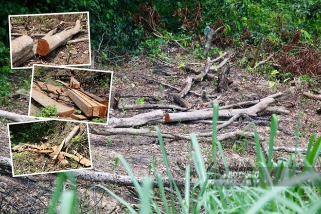 Hiện trường vụ chặt phá rừng phòng hộ ở Thái Nguyên