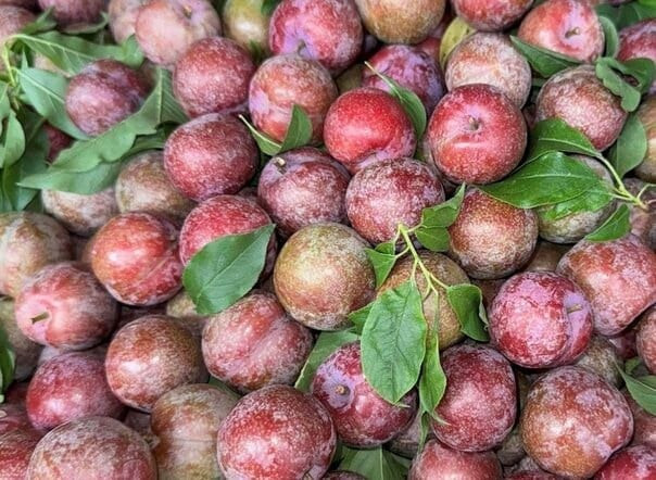 Không nên ăn mận hậu với muối ớt để tốt cho huyết áp và giảm mỡ máu