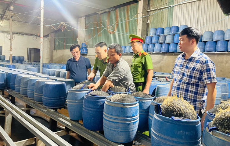 Nguy hại từ gần 350 tấn giá đỗ đã được bán ra thị trường tại Lào Cai