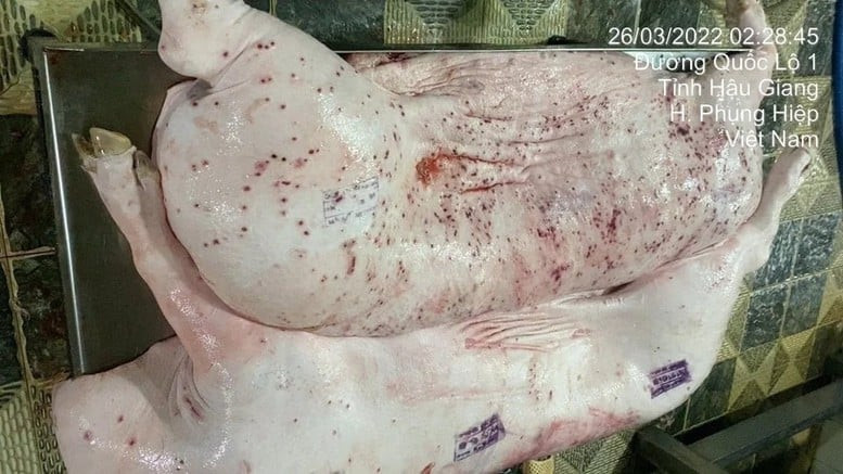 Ngành Nông nghiệp đề nghị Bộ Công an vào cuộc vụ "C.P. Việt Nam bị tố cáo bán thịt lợn bệnh"