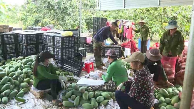 Người trồng xoài ở Đắk Nông thua lỗ nặng, bán 1 tạ xoài chỉ mua nổi vài kg gạo