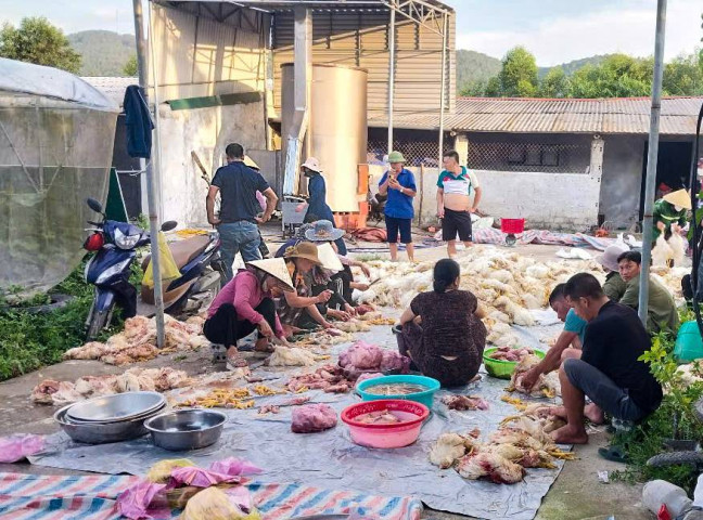 Hàng trăm người dân chung tay giải cứu hơn 10.000 con gà chết do chập điện