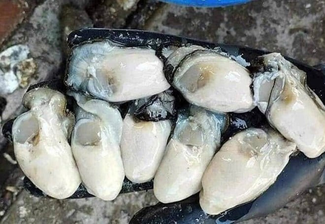 Điều hòa huyết áp bằng loại hải sản không đắt tiền