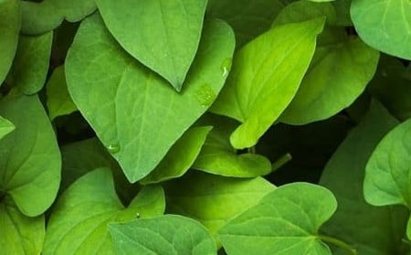 Cách sử dụng rau diếp cá để kiểm soát tăng huyết áp