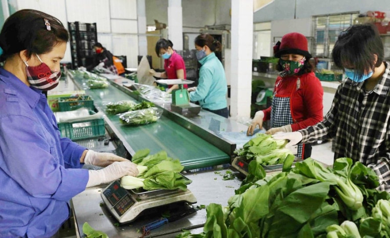 Hà Nội phát triển 29 chuỗi liên kết sản xuất – tiêu thụ nông sản, thúc đẩy nông nghiệp sạch và bền vững