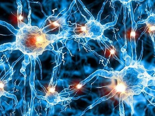 U sợi thần kinh do đâu?