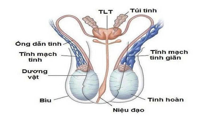 Những điều cần biết về giãn tĩnh mạch thừng tinh ở nam giới