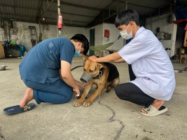 Chủ nuôi chó, mèo ở TP. Hồ Chí Minh bắt buộc phải khai báo với chính quyền