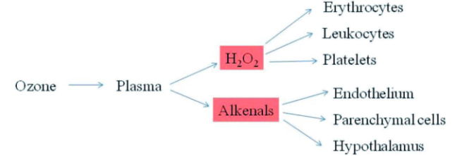 Lieu Phap Oxy Ozone Hinh 2