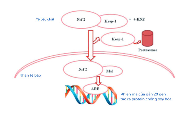 Lieu Phap Oxy Ozone Hinh 3