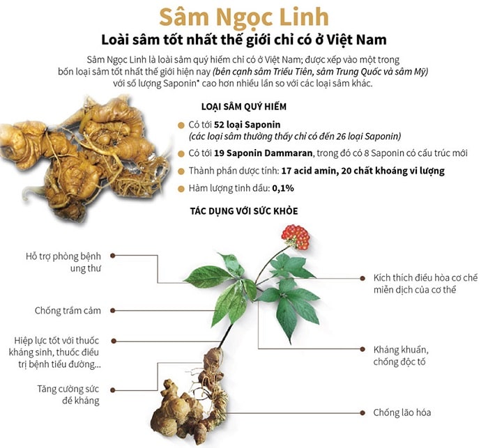 Sâm Ngọc Linh Tốt Cho Người Bị Bệnh Tiểu đường