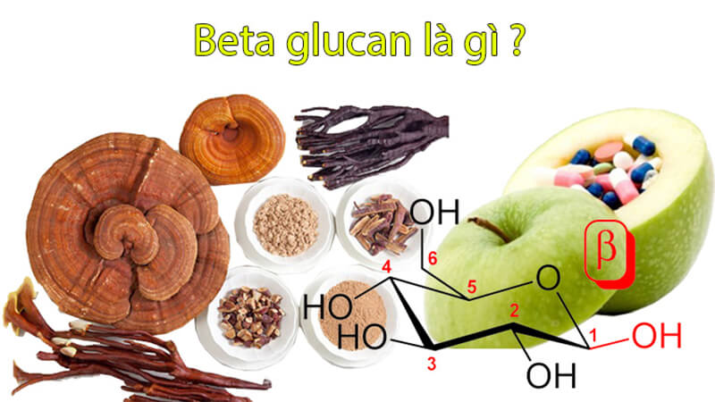 Beta Glucan Là 1 Chuỗi Của Các Phân Tử Glucose